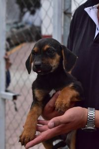 La UCPA de Corregidora ha dado en adopción a 100 animales de compañía rescatados